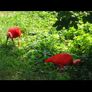 Ibisse im Zoo der Zitadelle